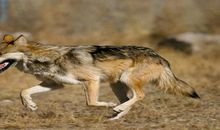 梦见被狼咬手是什么意思