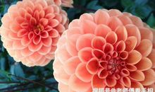 10月喜事一桩接一桩，财运上路，势不可挡的3大生肖，有你的吗？