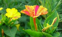 未来3个月，4属相吉星进门，鸿运当头照，飞黄腾达，日进斗金