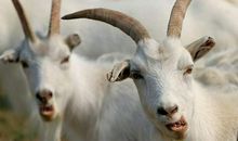 属羊的人命不好吗