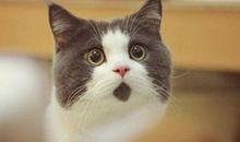 梦见一只猫缠着自己是什么意思