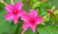 未来的十年，喜鹊报喜，4属相万事顺利，守住财富，永得富贵