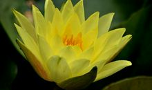 11月大财不断，小财连连，收入丰厚的四大生肖