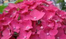 40岁之后福气源源不断，金银更足，日子更安乐的生肖