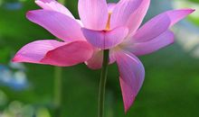 一生财运亨通，富贵盈门的生肖，11月运势好财富多，生活不用愁