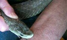 梦见被蛇咬了手什么意思