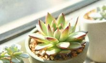 10月下旬喜鹊叫，横财不请自到！3生肖不得了，财神点名，穷人变土豪