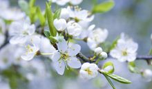 身材越胖，老公越旺的三大生肖女，越发福越旺家