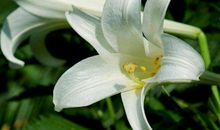 11月上旬做生意不再难，顺利发家致富的生肖，日子过得越发舒坦