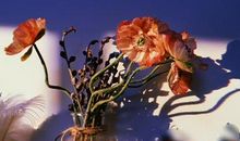 经常折断朋友桃花的四大生肖