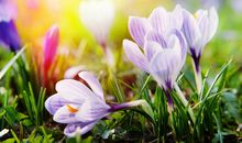 运势好的出奇的三属相，八月底运势枯木逢春，事业运大涨