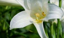 未来18天财运大发，桃花马上到的生肖，好运加身，生活有盼头