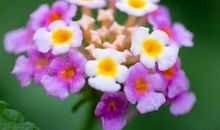 明年开始喜事躲不掉的生肖，以后必能赚大钱，一辈子与钱结缘