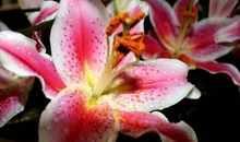 恭喜四生肖实现飞黄腾达，10月27号开始喜事一波接一波，运势上上签!