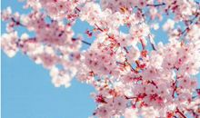 12星座19年8月桃花运！花开谁家