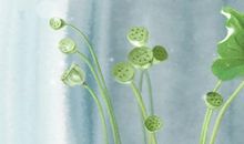 长流水命有断掌纹手相运势如何 断掌纹手相解析(图文)