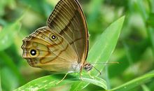 婚前父母疼，婚后老公疼，一辈子过着幸福生活的生肖女