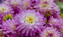 1957年的生肖何时好运(图文)