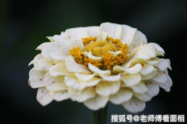 10月底开始如愿赚到大钱，运势飙涨，万事一顺百顺的四个生肖！