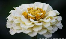 10月底开始如愿赚到大钱，运势飙涨，万事一顺百顺的四个生肖！