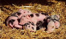 为什么说72岁属猪有灾