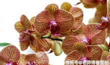 恭喜4生肖10月下旬成功逆袭，喜事接连找上门，即将变成有钱人