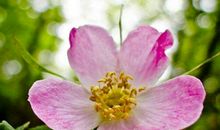 未来十天运势顺遂，福气满满，富贵涌进门，必能大赚特赚的3生肖