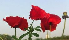 11月中旬要发达的生肖，不缺贵人不缺财，福运十足，得到大富贵