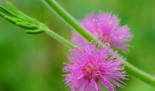 下个月，4属相迎来桃花运，爱情变得更甜蜜，生活出现新的快乐