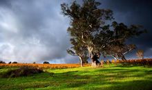 几月出生的肖鼠命最好，吃苦少，享福多