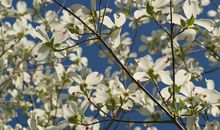 7天之后运势爆棚，好运傍身，贵人人助力事业旺，求财顺利的生肖