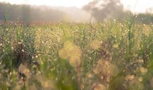 秋来喜鹊叫，财源滚滚到！家有三生肖，大大好消息，金银滚滚来，天天开口笑