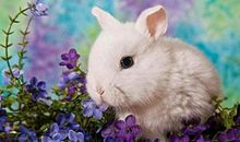 超级记仇，报复心太强的三大生肖，惹不得！别怪没提醒你