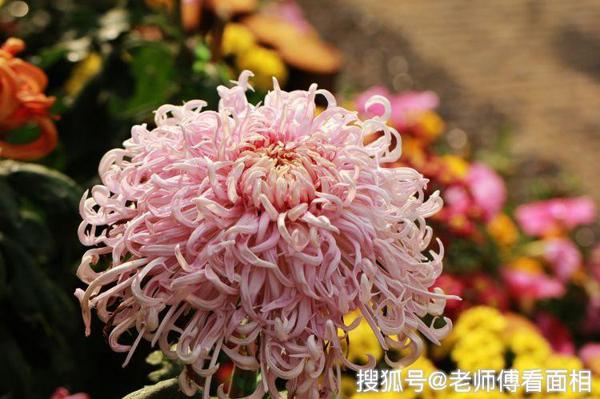 10月底开始如愿赚到大钱，运势飙涨，万事一顺百顺的四个生肖！ 1