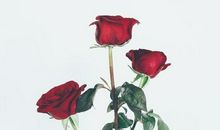 千里姻缘一线牵，11月容易脱单的3大生肖，将真爱永恒！