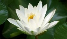 鸿福随运来，事业高升的生肖，11月9号时来运来，赚到一笔大财