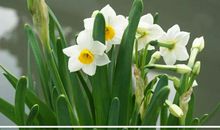 灵签抽一支，第一眼选一朵你觉得最好看的花，看看最近有啥好事