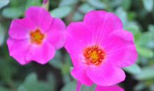 11月之后财运风起云涌，钱财必发的生肖，横财满满，旁人都眼红