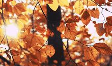 水逆来袭、火冥冲撞：与过去和解，是你给现在最好的礼物|11月运势