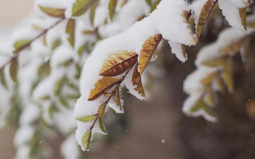 2019年小雪节气是结婚的好日子吗 特别新婚祝福语！(图文) 1