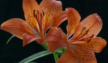 猪年最后3个月事业运不断上扬，赚得好几笔钱财进账的生肖，要暴富