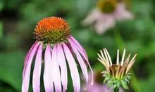 嘴巴甜，心眼好，平易近人，善解人意，讨厌不起来的四大生肖女