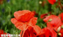 10月21号开始生活蹭蹭涨，这四生肖幸福围着转，未来好运常在风光无限!