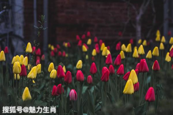 10月21号开始生活蹭蹭涨，这四生肖幸福围着转，未来好运常在风光无限! 1