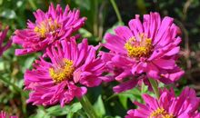 11月上旬财神庇佑，事业权位顺心，顺利赚得大钱，日子称心的生肖