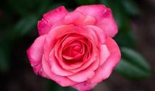 恭喜四生肖财运彻底爆发，10月27号开始运势呈直线上升，必能出人头地!