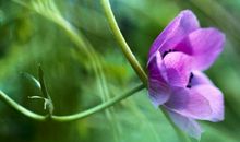 运势高涨财运旺，2020年时至运来，富贵花开，闷声发财的生肖