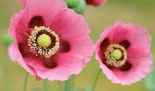 未来1年来喜又来财，财富连连到的生肖，富贵缠身，后半生不用愁