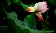 从11月开始，生活顺遂如意，财运喜事齐进门，扬眉吐气的3大生肖