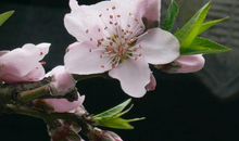 2020年好运加持，福气满满，顺利开启富贵门，财源广进的生肖